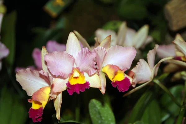 Orquídeas Coloridas Florecientes Sobre Fondo Oscuro —  Fotos de Stock