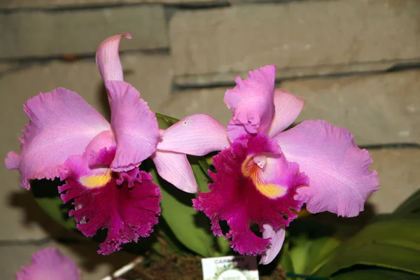 Fioritura Fiori Orchidea Rosa Sfondo Parete — Foto Stock