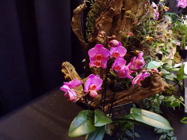 Цветущие Цветущие Цветущие Цветы Орхидей Темном Фоне — стоковое фото