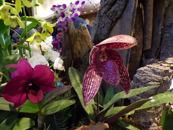 Orchidées Colorées Fleurs Sur Fond Sombre — Photo