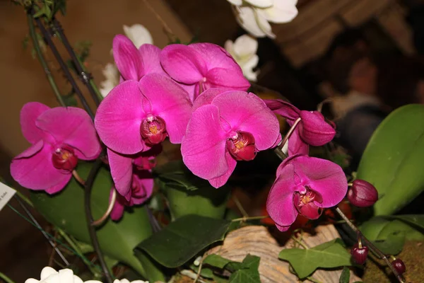 Blooming Pink Orchids Flowers Dark Background — стоковое фото