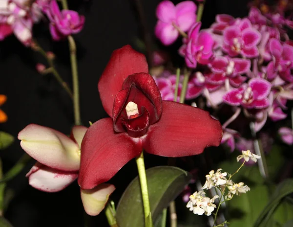 Blooming Colorful Orchid Flowers Dark Background — Zdjęcie stockowe