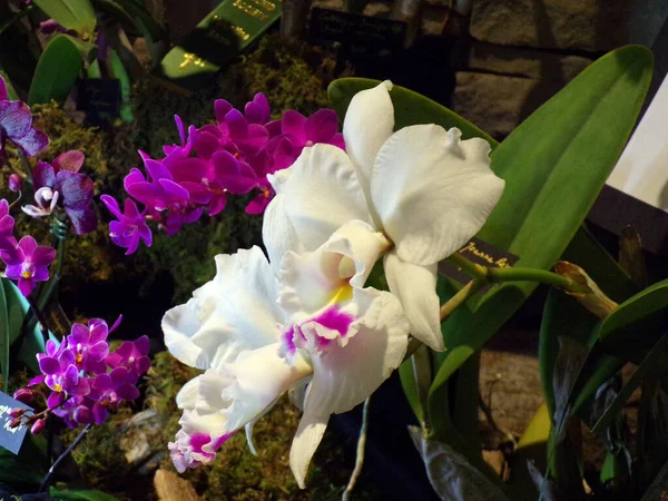 Koyu Arkaplanda Açan Renkli Orkide Çiçekleri — Stok fotoğraf