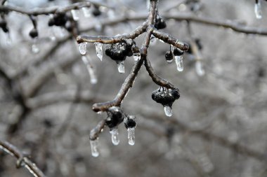 Berries covered by ice after freezing rain