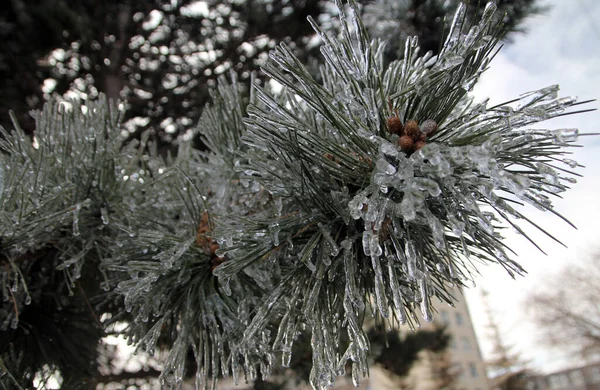 Pine Branch Covered Ice Freezing Rain — Stock Photo, Image
