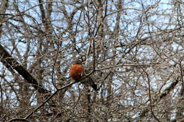 Robin Bird ağaç dalında oturuyor
