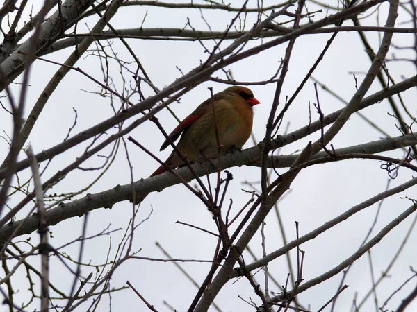 Weiblicher Kardinalvogel Auf Ast — Stockfoto