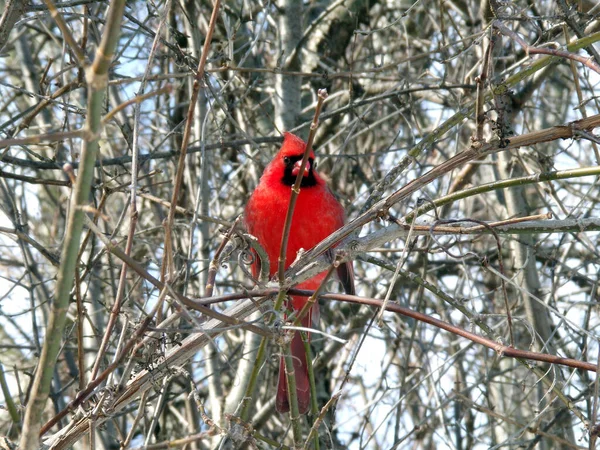 Männlicher Roter Kardinalvogel Sitzt Auf Baum — Stockfoto