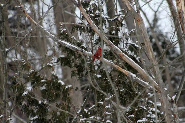 Male Cardinal Bird Sitting Branch — Stock Photo, Image