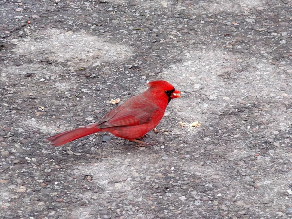 Oiseau Cardinal Mâle Hiver — Photo