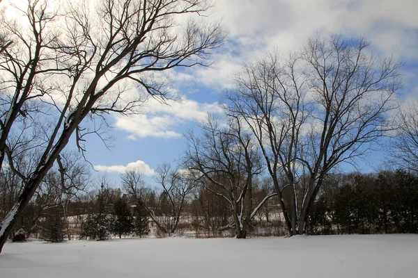 Winterlandschap Met Bomen Winter — Stockfoto