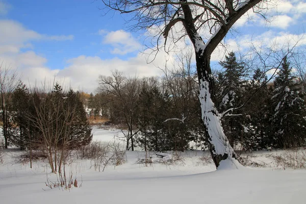 Χειμερινό Τοπίο Δέντρα Καλυμμένα Από Χιόνι — Φωτογραφία Αρχείου