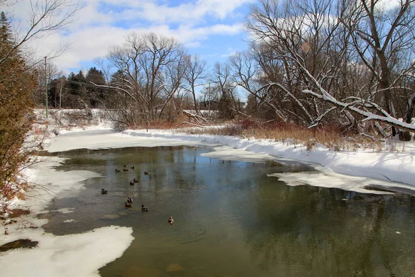 Nehirde Ördeklerin Olduğu Kış Manzarası — Stok fotoğraf
