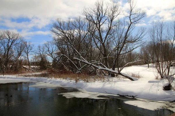 有树木和河流的冬季景观 — 图库照片