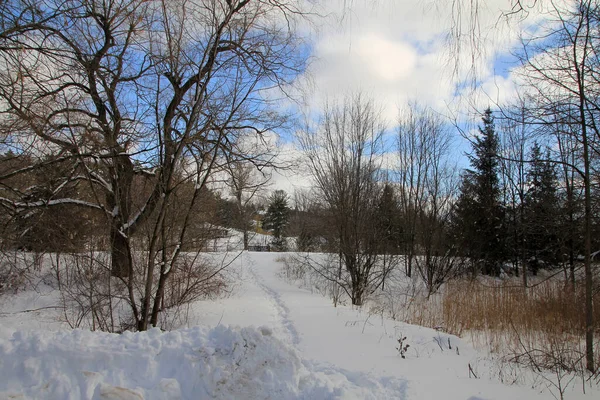 Winter Landscape Foreest — Stock Photo, Image