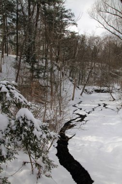 Ormanın kış manzarası, karla kaplı.