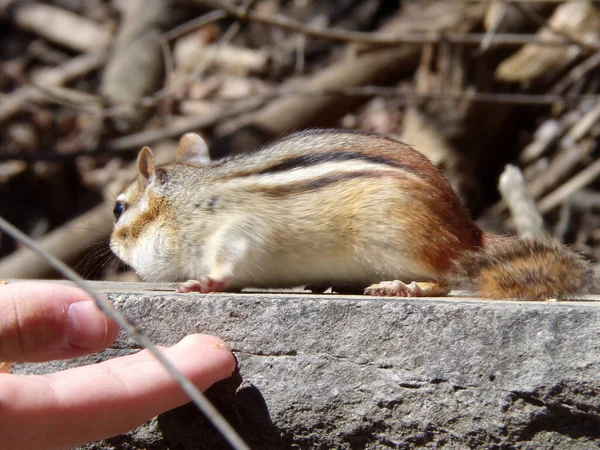 Chipmunk Looking Nuts — Stock Photo, Image