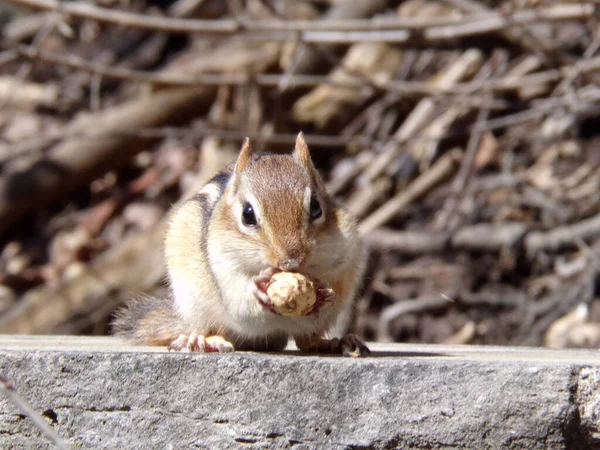 Chipmunk Sitting Eating Nuts — Stock Photo, Image