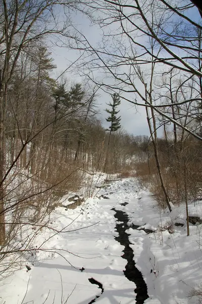 森林的冬季景观 被雪覆盖 — 图库照片