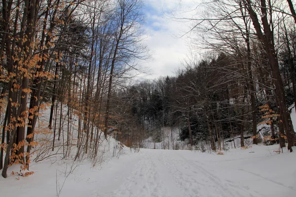 Paisaje Invernal Bosque Cubierto Nieve —  Fotos de Stock