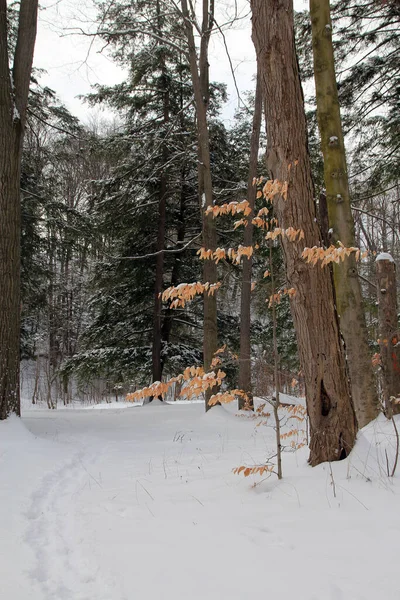 Paisagem Inverno Floresta Coberta Neve — Fotografia de Stock