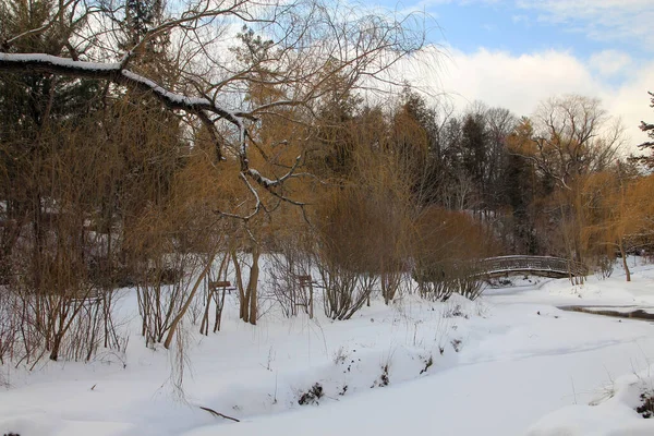 Winterlandschap Met Brug Bos Bedekt Met Sneeuw — Stockfoto