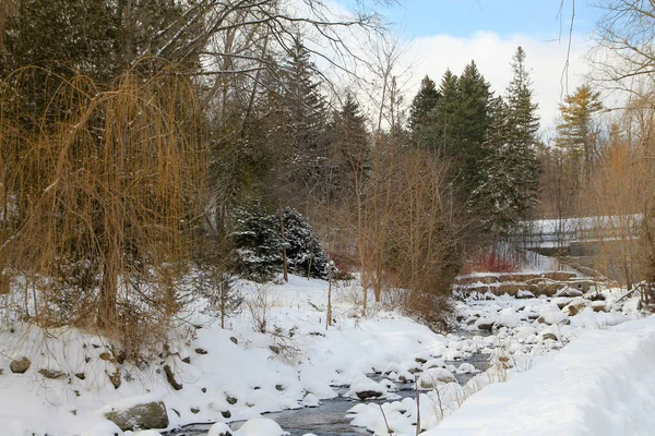 森林的冬季景观 被雪覆盖 — 图库照片