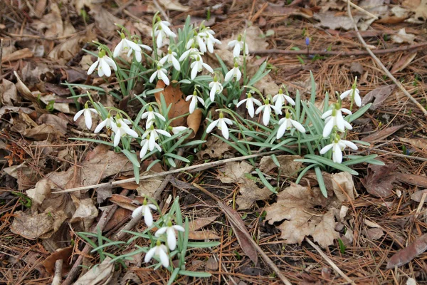 Snowdrops Blooming Forest — Stock Photo, Image