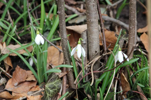 stock image Snowdrops blooming in forest