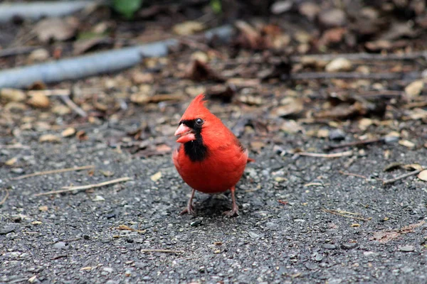 Pájaro Cardenal Macho Rojo Suelo — Foto de Stock