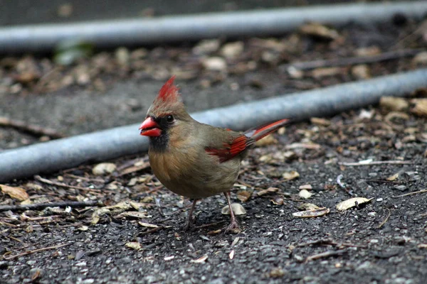 Weiblicher Kardinalvogel Boden — Stockfoto