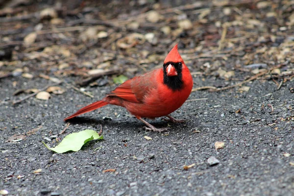 Roter Männlicher Himmelsvogel Boden — Stockfoto