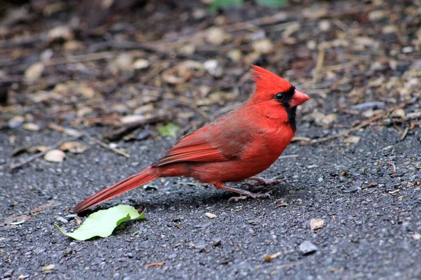 Pássaro Cardeal Macho Vermelho Chão — Fotografia de Stock