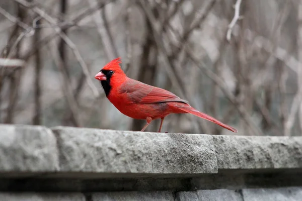 Oiseau Cardinal Mâle Rouge Sur Pierre — Photo