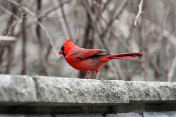 Κόκκινο Αρσενικό Καρδινάλιο Πουλί Στην Πέτρα — Φωτογραφία Αρχείου
