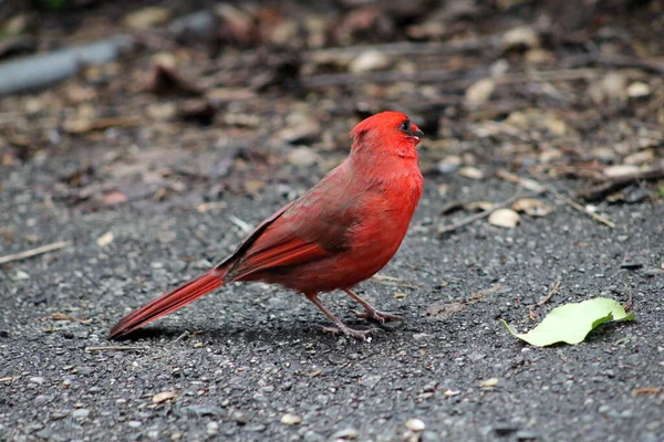 Oiseau Cardinal Mâle Rouge Sol — Photo