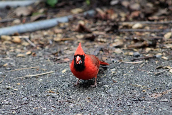 Oiseau Cardinal Mâle Rouge Avec Graine — Photo