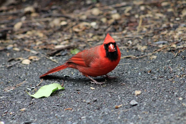 Roter Männlicher Himmelsvogel Boden — Stockfoto