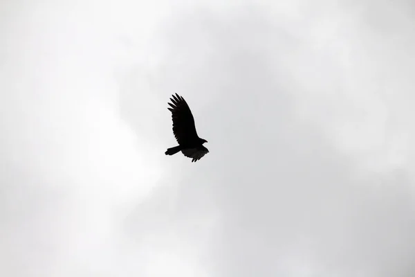 Avvoltoio Che Vola Tra Nuvole — Foto Stock