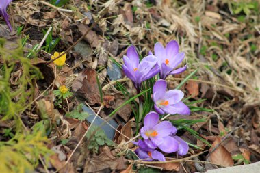 Çiçek tarhında açan mor timsahlar