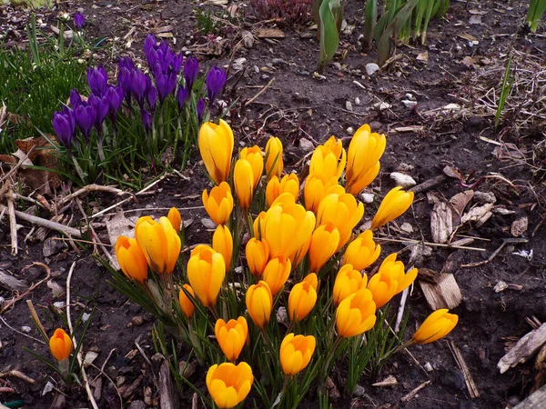 stock image Blooming yellow crocuses on flower bed