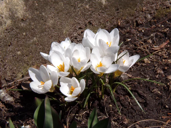 Kwitnące Białe Krokusy Kwietniku — Zdjęcie stockowe