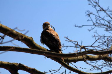ağaç dalı oturan baykuş