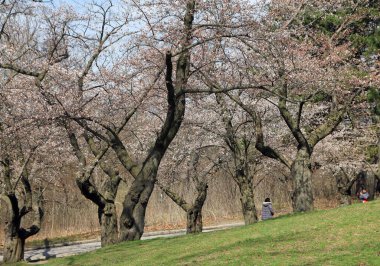 Japonya kiraz ağaçları - sakura - parkta çiçek açıyor