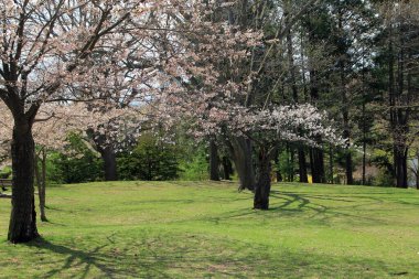 Japonya kiraz ağaçları - sakura - parkta çiçek açıyor