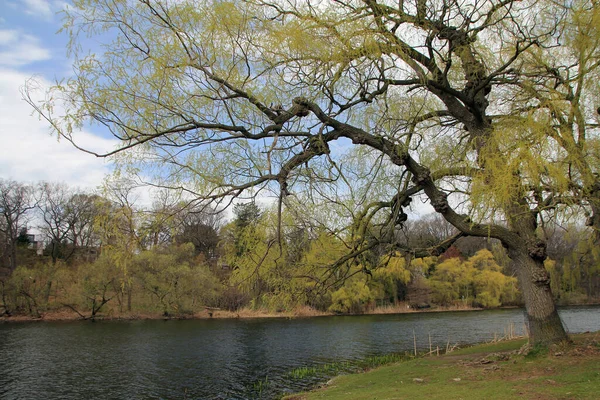 Frühlingslandschaft Mit See Und Bäumen — Stockfoto
