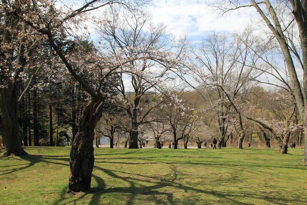 Японські Вишневі Дерева Сакура Квітучі Парку — стокове фото