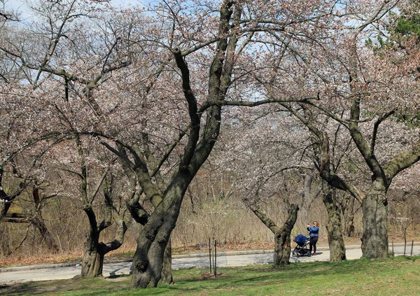 Japán Cseresznyefák Szakura Virágzik Parkban — Stock Fotó