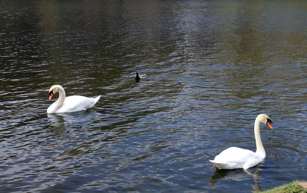 Pair Swans Lake Water — Stock Photo, Image