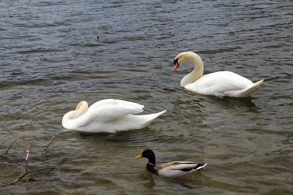 Pair Swans Lake Water — Stock Photo, Image